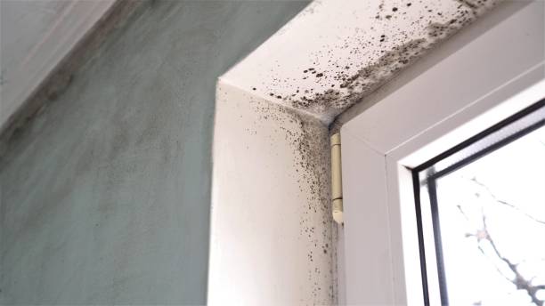 Best Post-Construction Mold Inspection  in La Riviera, CA