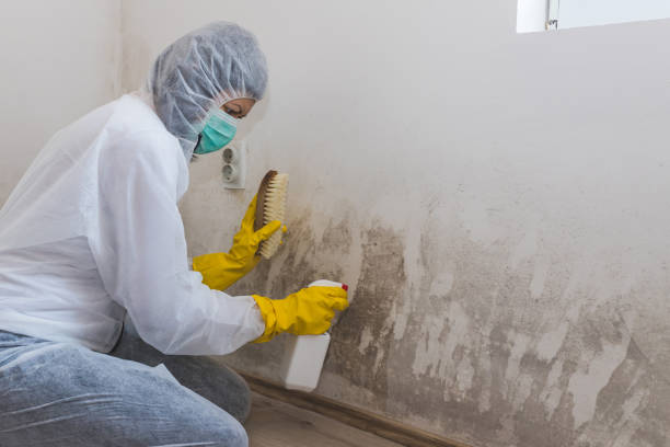 Best Commercial Mold Inspection  in La Riviera, CA