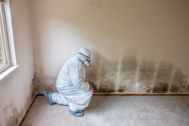 Best Attic Mold Removal  in La Riviera, CA